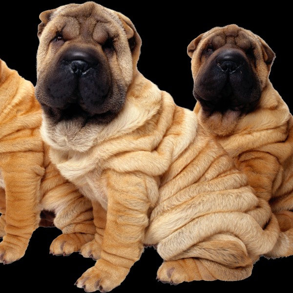 Access to Animales - Animals Google Drive Folder