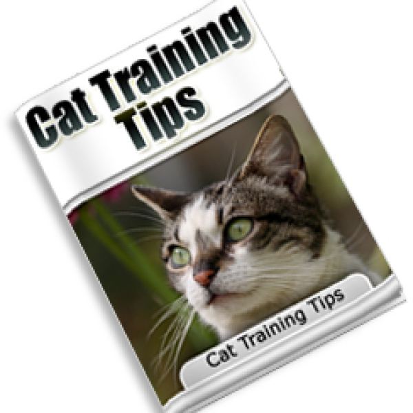 Umfassende Tipps zur Katzenausbildung - Zugriff auf digitalen Ordner