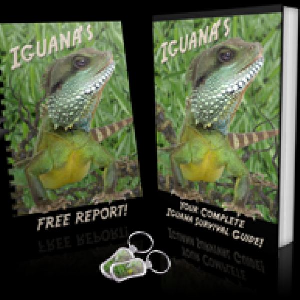 Vollständiger Überlebensleitfaden für Leguane - Digitaler Zugang
