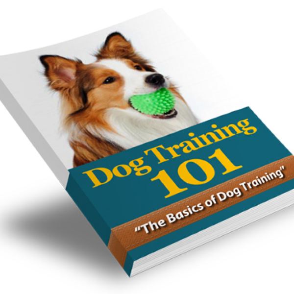 Hundetraining 101: Umfassender Leitfaden und Ressourcen