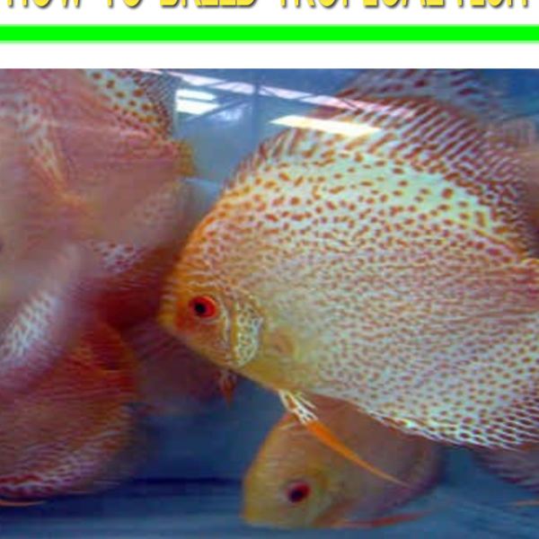 الدليل الشامل لتربية الأسماك الاستوائية