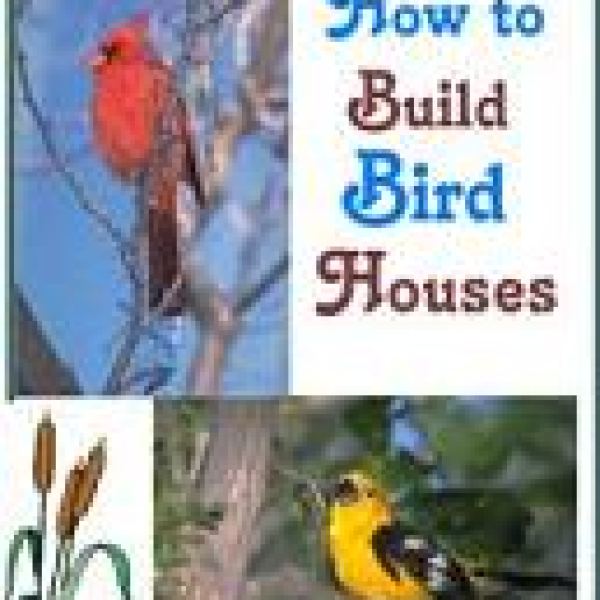 الدليل النهائي لبناء بيوت الطيور - الوصول إلى مجلد جوجل درايف