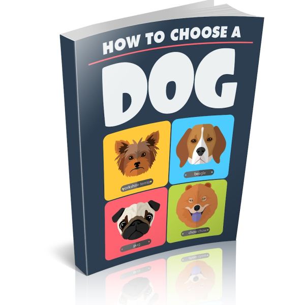 كيفية اختيار كلب - دليل شامل للوصول