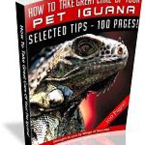 الدليل الشامل للعناية بسلاحفك الأليفة