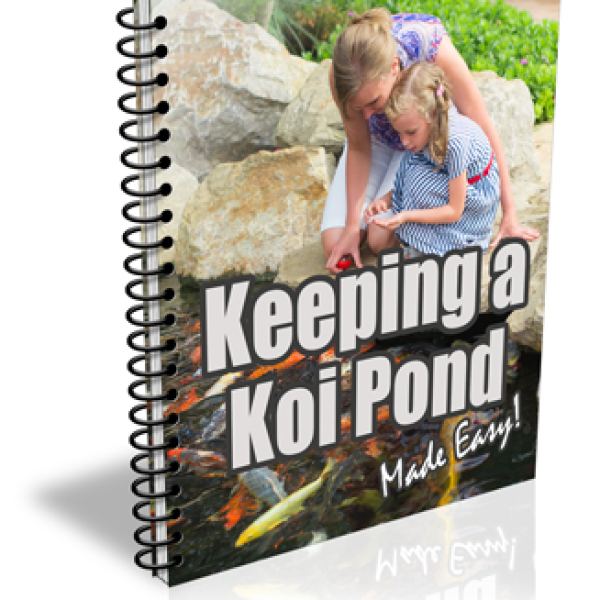 دليل إدارة بركة كوي الشامل