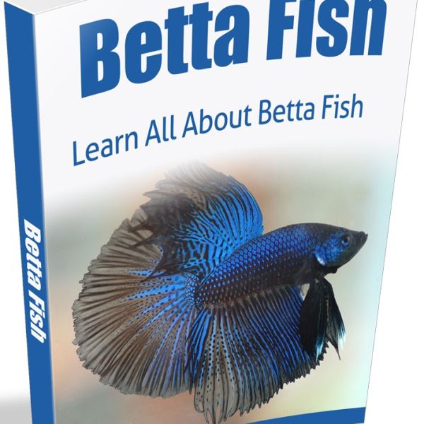 Betta Fish Digital Resource Folder Access